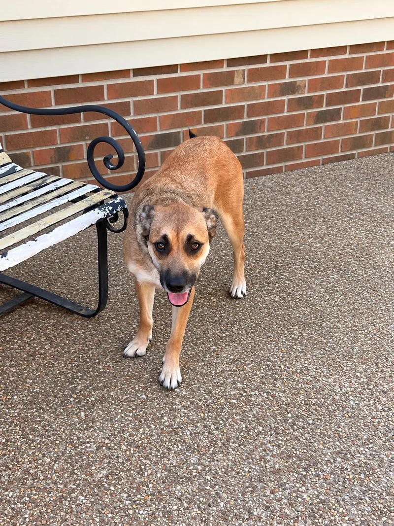 A baby medium-sized male Shepherd dog named Kenny Guitar for adoption in Andover, MA