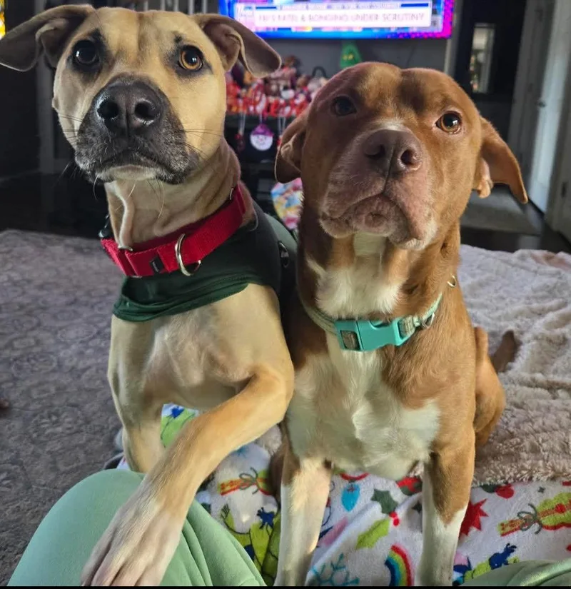 Pong Lonestar thumbnail 2