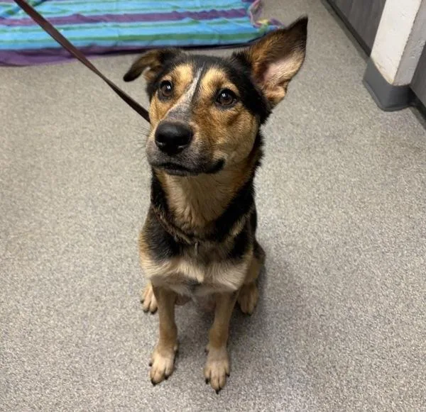 A young large-sized female Shepherd dog named Aphrodite for adoption in Escondido, CA