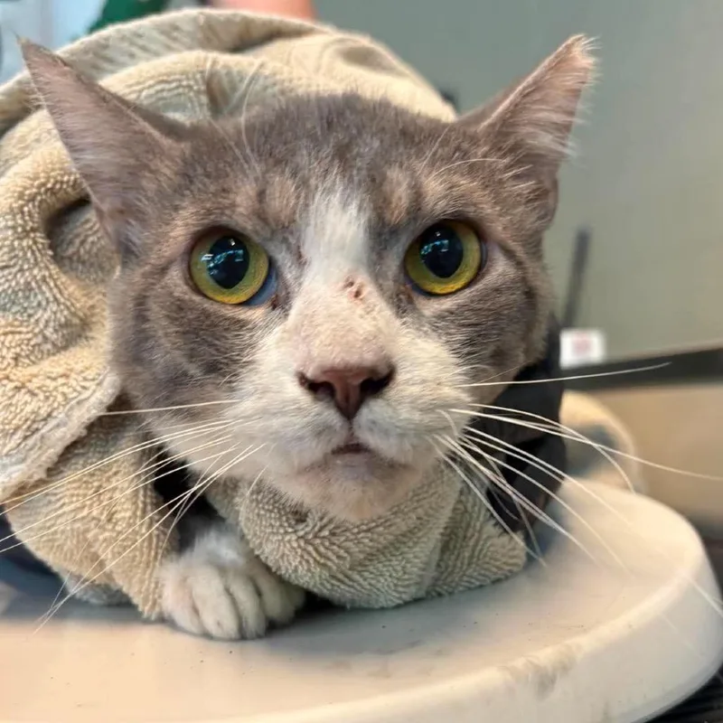 An adult large-sized male Gray / Blue / Silver Domestic Short Hair cat named Patchwork for adoption in Huntington, WV