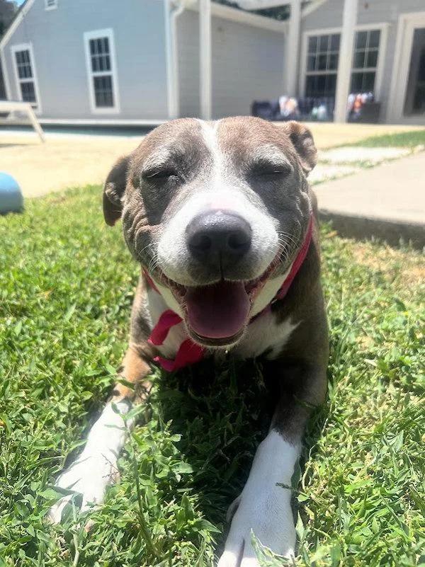 An adult large-sized female Mixed Breed dog named Pepper for adoption in Austin, TX