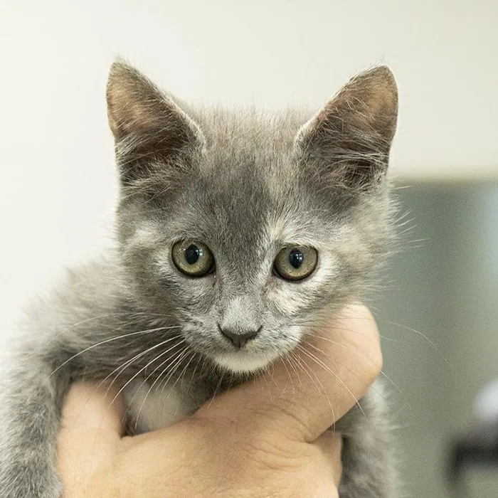 A baby medium-sized female Torbie Domestic Short Hair cat named Nico Robin for adoption in Slidell, LA