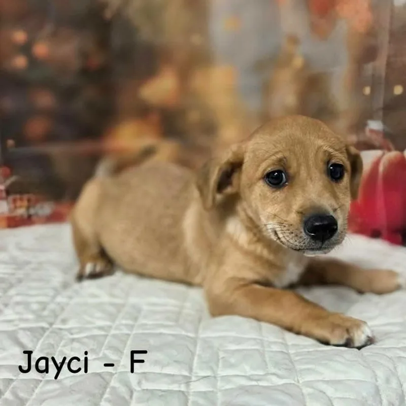 A baby medium-sized female Yellow / Tan / Blond / Fawn Terrier dog named Jayci for adoption in Griswold, CT
