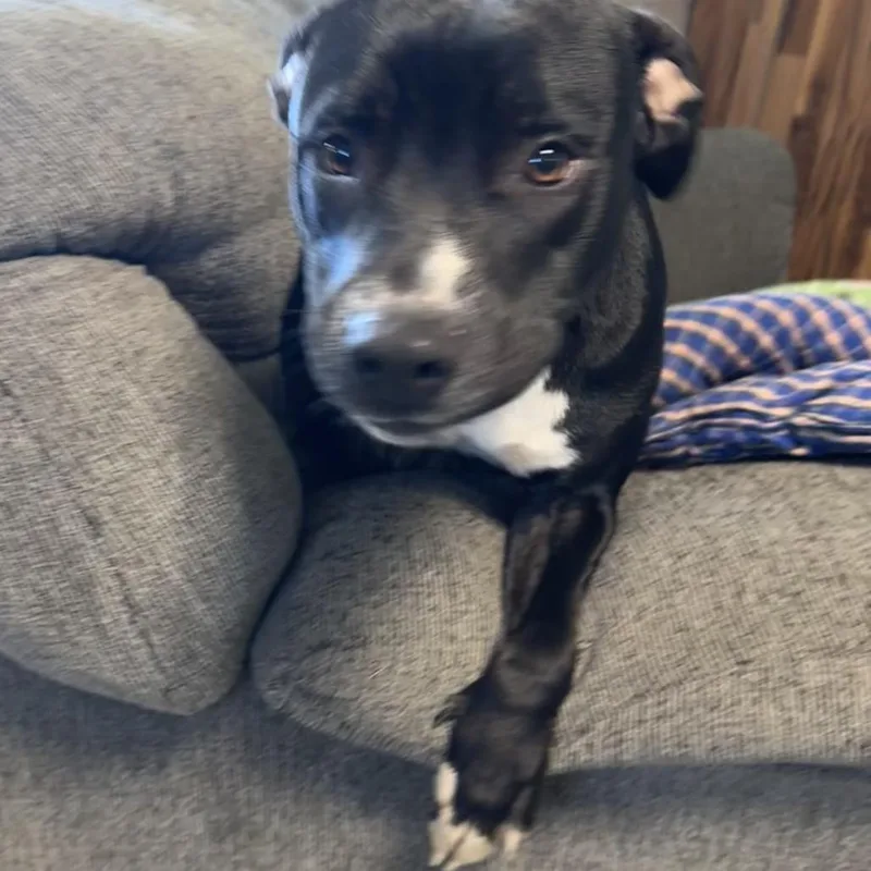 A young medium-sized male Black Mixed Breed dog named Sailor for adoption in Grinnell, IA