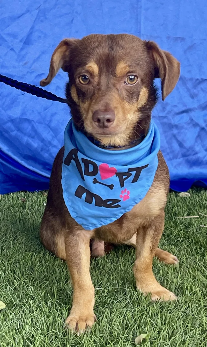 A young small-sized male Brown / Chocolate Dachshund dog named Winston for adoption in Rowland Heights, CA