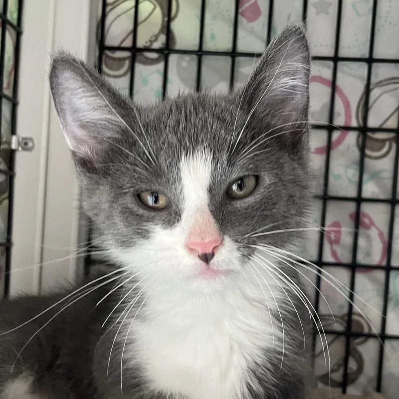 A baby small-sized male Brown / Chocolate Domestic Short Hair cat named Impala for adoption in Chicago, IL