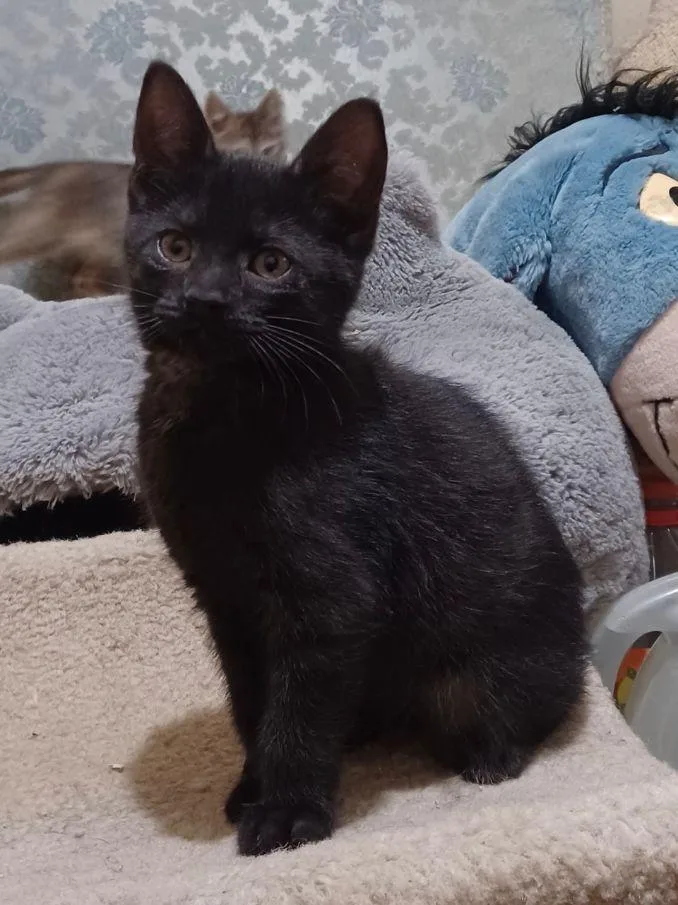 A baby medium-sized female Black Domestic Short Hair cat named Saanan for adoption in Lake Orion, MI