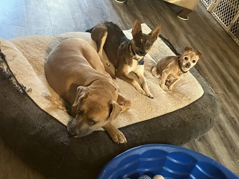 Penelope thumbnail 2