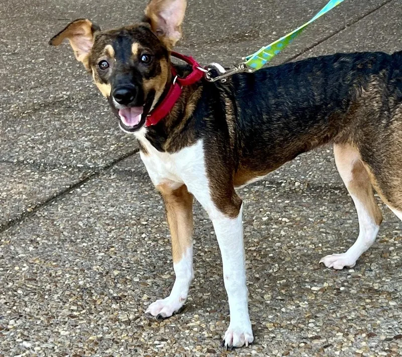 Penelope thumbnail 3