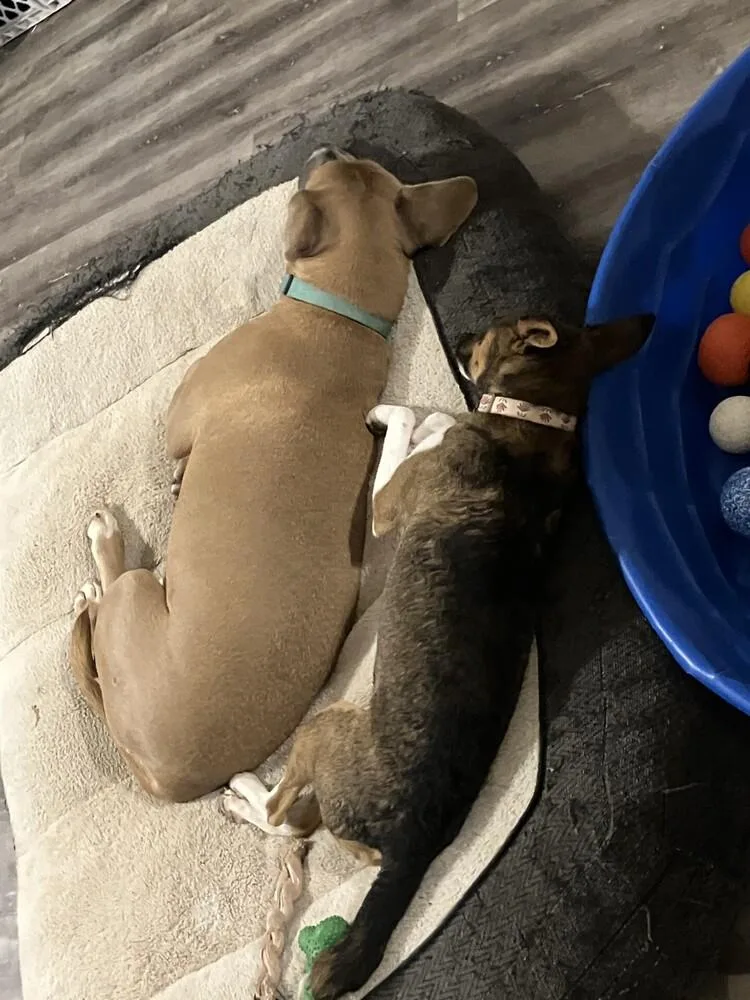 Penelope thumbnail 4