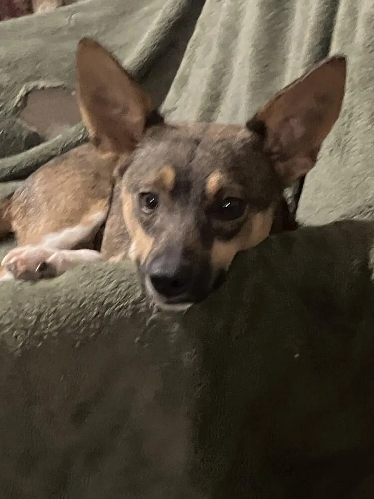 Penelope thumbnail 5