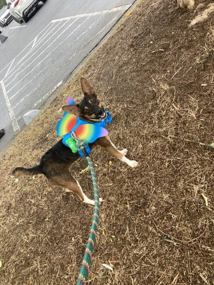 Penelope thumbnail 6