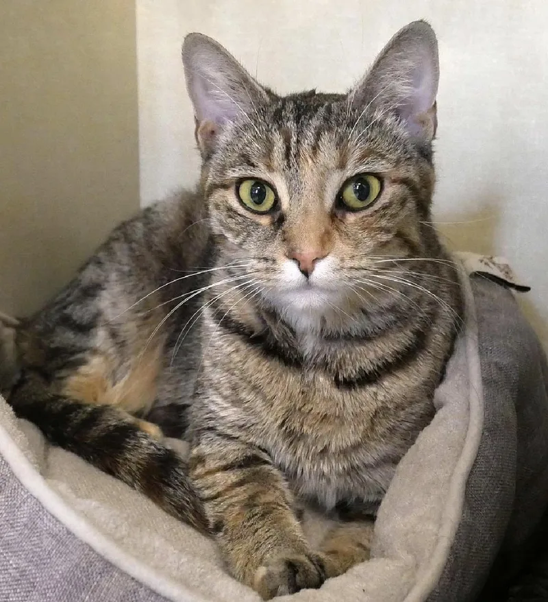 An adult medium-sized female Tabby (Buff / Tan / Fawn) Domestic Short Hair cat named Kimiko for adoption in Butler, NJ