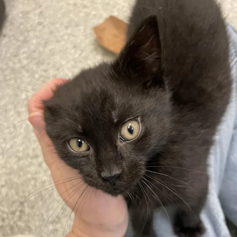 A baby small-sized male Black Domestic Short Hair cat named Celadon for adoption in Enfield, NH