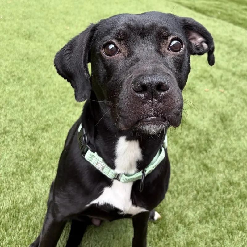 An adult medium-sized female Black Mixed Breed dog named Captain Clarkette for adoption in Davenport, IA