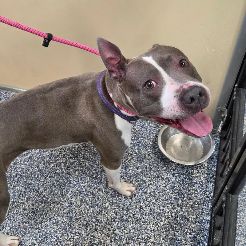 An adult medium-sized female Gray / Blue / Silver Mixed Breed dog named Francine for adoption in Binghamton, NY