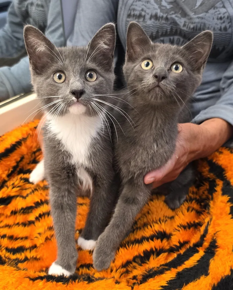 A baby small-sized female Gray / Blue / Silver Domestic Short Hair cat named Lavendar for adoption in Saddle River, NJ