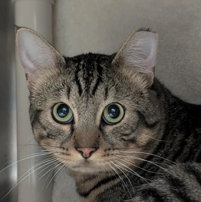 A young medium-sized male Domestic Short Hair cat named Zaney for adoption in Shoreline, WA