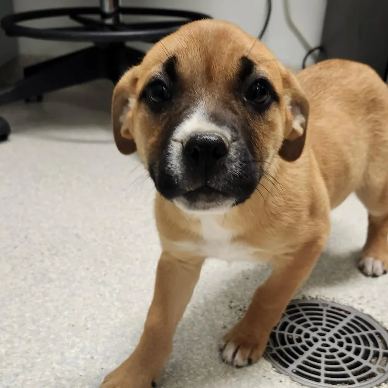 A baby small-sized female Brown / Chocolate Boxer dog named Hookfang for adoption in Novelty, OH