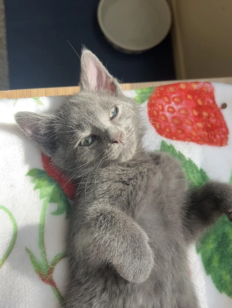 A young small-sized male Gray / Blue / Silver Domestic Short Hair cat named Perry for adoption in Battle Creek, MI