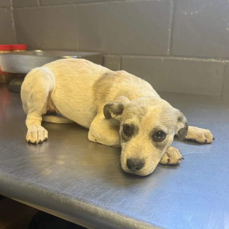 A baby small-sized female Black Pointer dog named TUSCStray__ for adoption in Tuscaloosa, AL