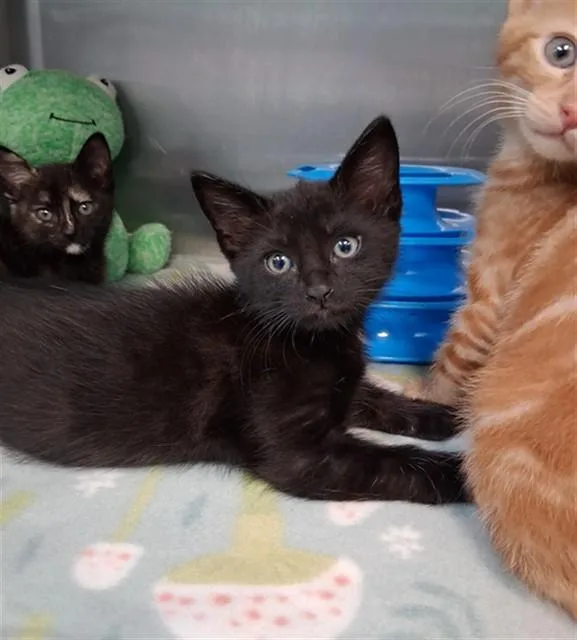 A baby small-sized male Domestic Short Hair cat named Salem for adoption in Fort Walton Beach, FL