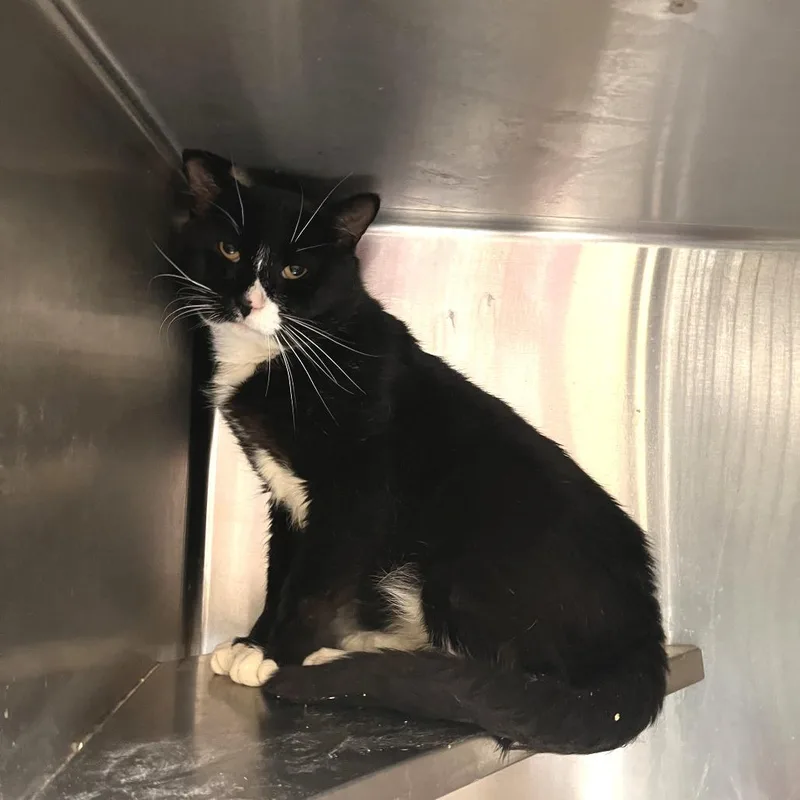 An adult large-sized male Domestic Short Hair cat named Peppercorn for adoption in Salisbury, MA