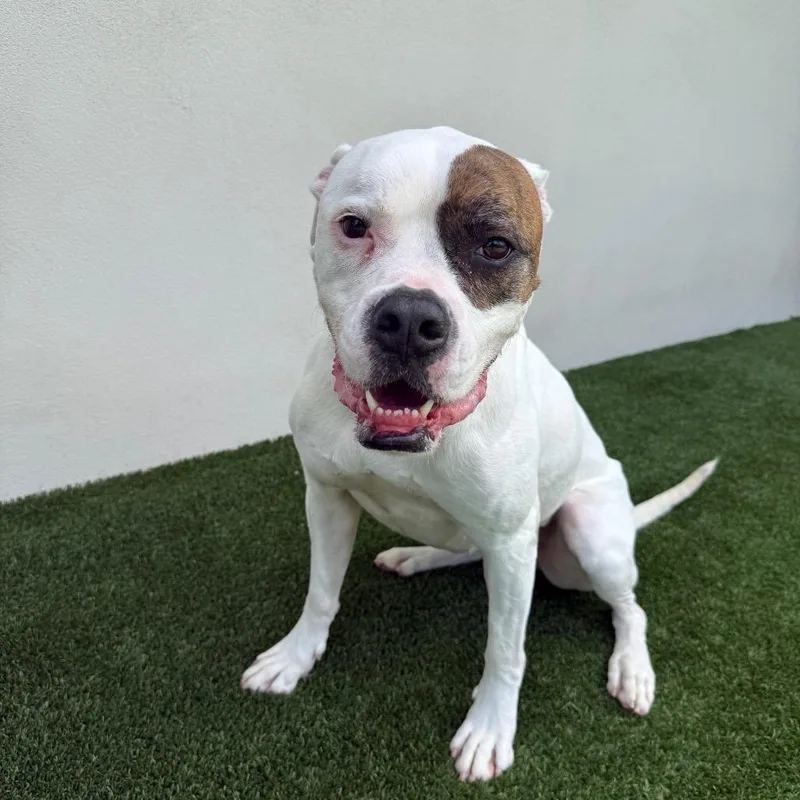 An adult large-sized female White / Cream American Bulldog dog named Luna for adoption in LOXAHATCHEE, FL