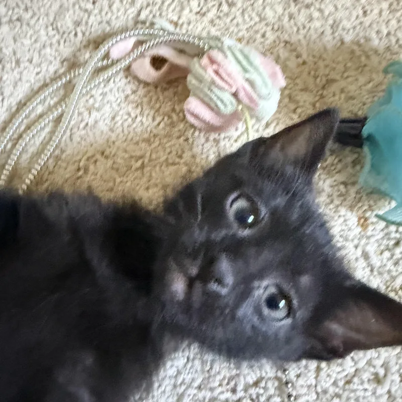 A baby small-sized male Black Domestic Short Hair cat named Brian Groth for adoption in Morrison, CO