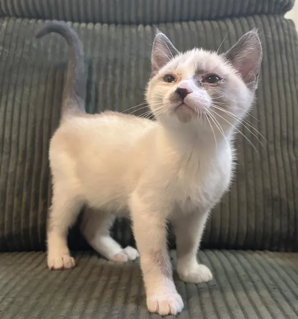 A baby small-sized male Domestic Short Hair cat named Cashew for adoption in Sacramento, CA