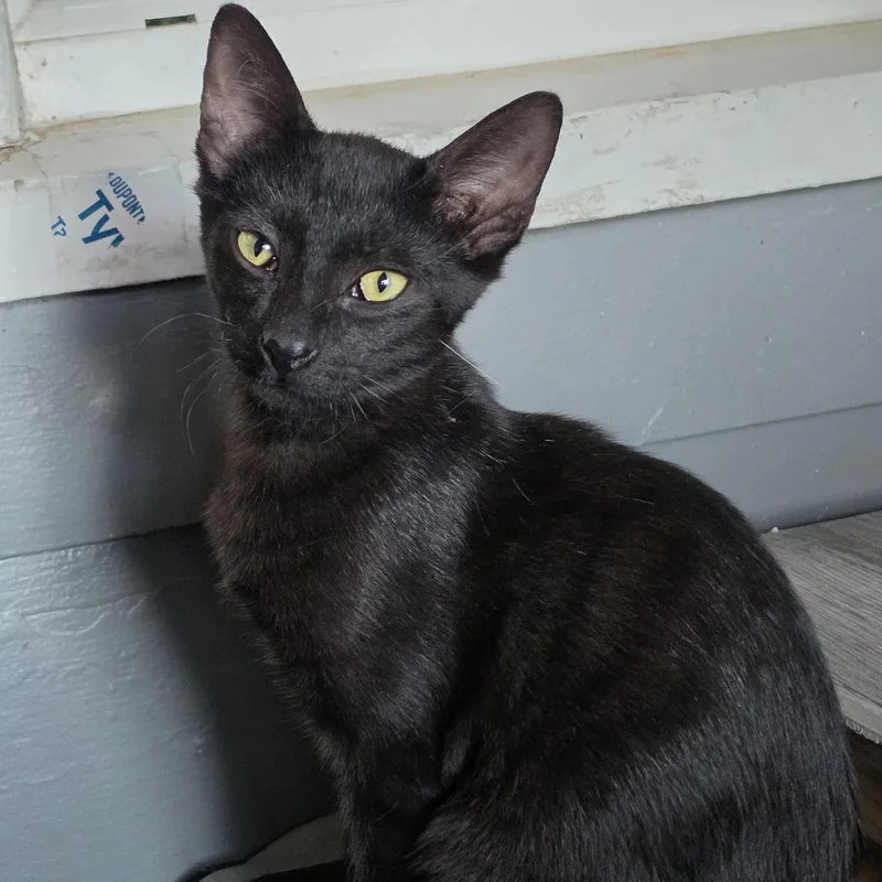 A baby medium-sized male Domestic Short Hair cat named Thackery for adoption in Springfield, OR