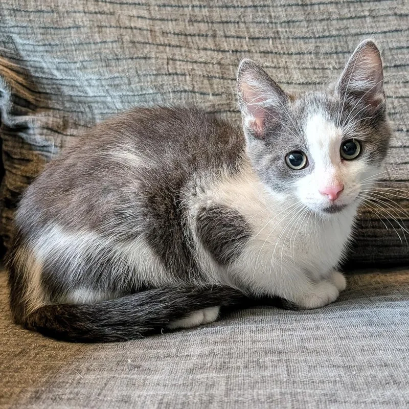 A baby small-sized male Gray / Blue / Silver Domestic Short Hair cat named Alex for adoption in Cincinnati, OH