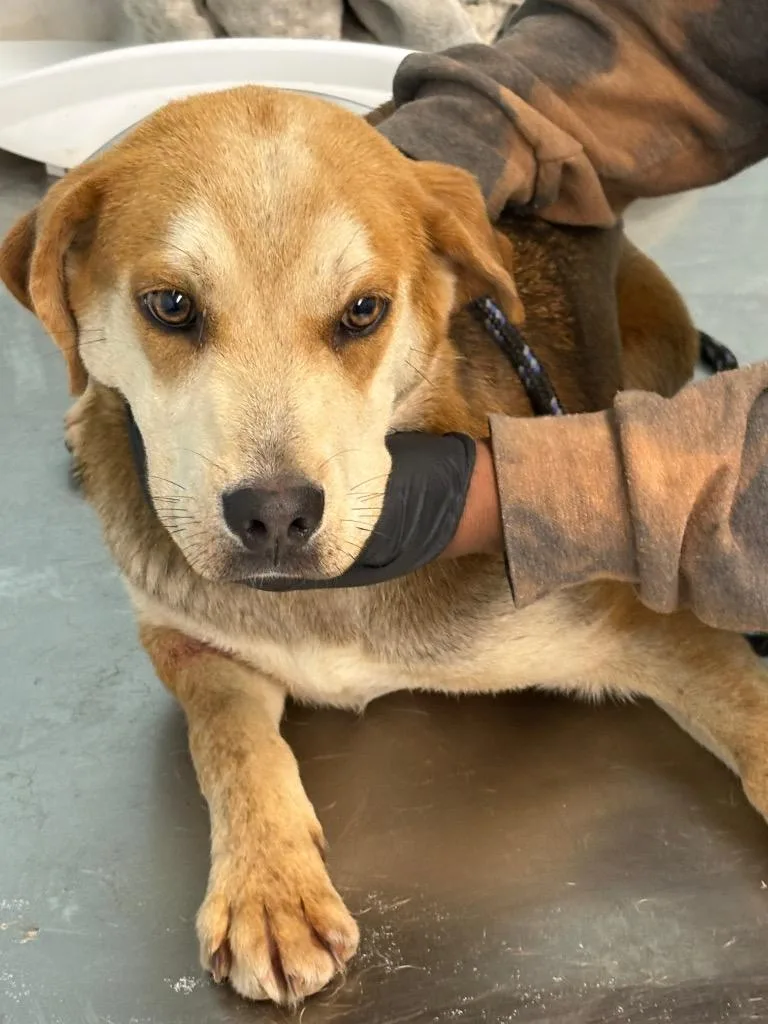 A senior medium-sized female Mixed Breed dog named Herring for adoption in Effingham, SC