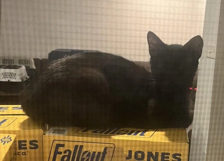 A young medium-sized female Domestic Short Hair cat named Rice crispies for adoption in Walled Lake, MI