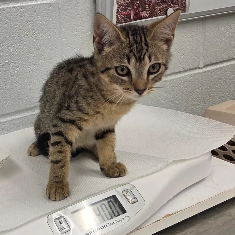 A baby small-sized male Brown / Chocolate Domestic Short Hair cat named Clank for adoption in Chattanooga, TN