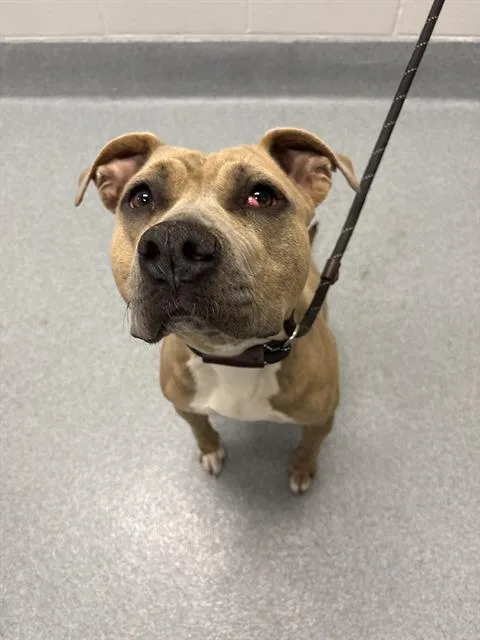 An adult medium-sized female Pit Bull Terrier dog named Keyle for adoption in Indianapolis, IN