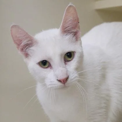 A young medium-sized female Domestic Short Hair cat named Marshmallow for adoption in Verona, WI