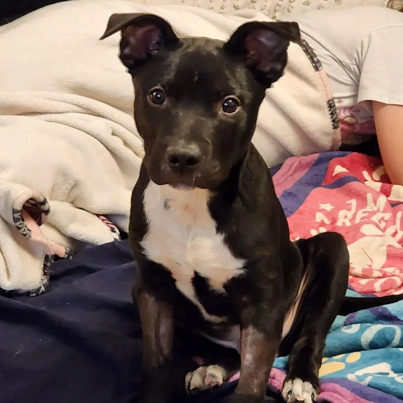 A baby medium-sized male Black American Staffordshire Terrier dog named Onyx for adoption in East Flat Rock, NC