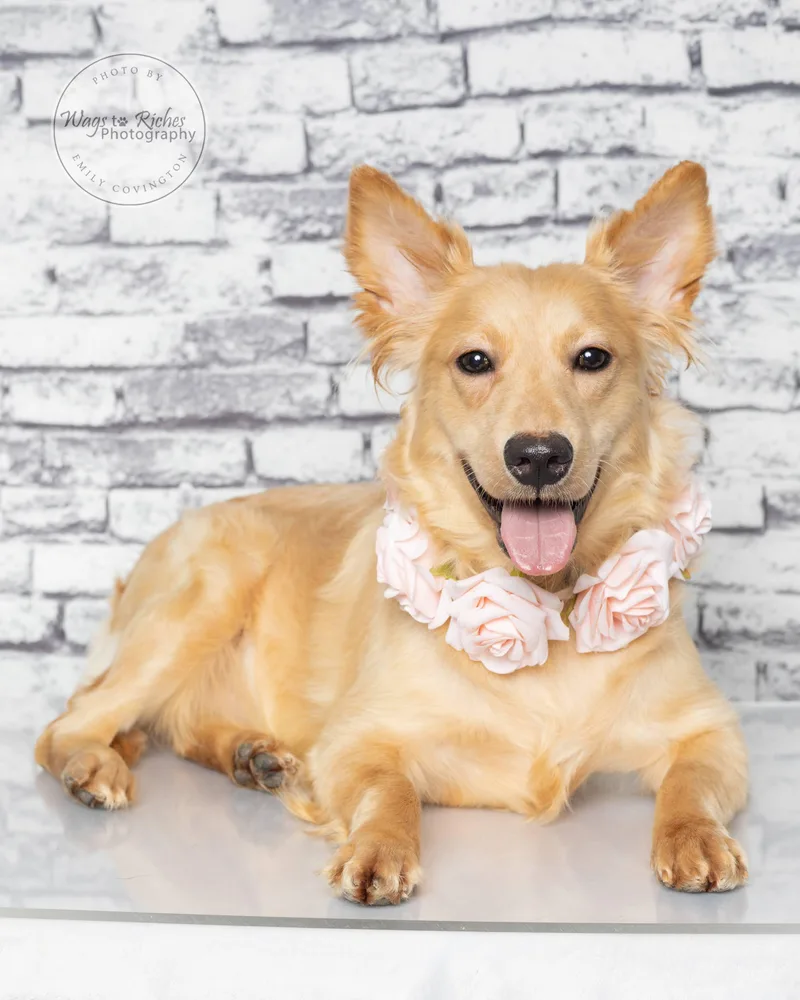 An adult medium-sized female Golden Retriever dog named Sandy for adoption in Tuscaloosa, AL