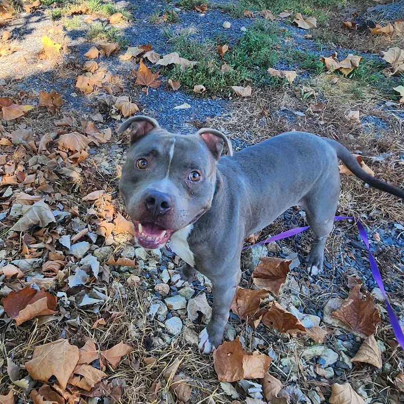 An adult medium-sized male Gray / Blue / Silver American Staffordshire Terrier dog named Bluey for adoption in Chicopee, MA