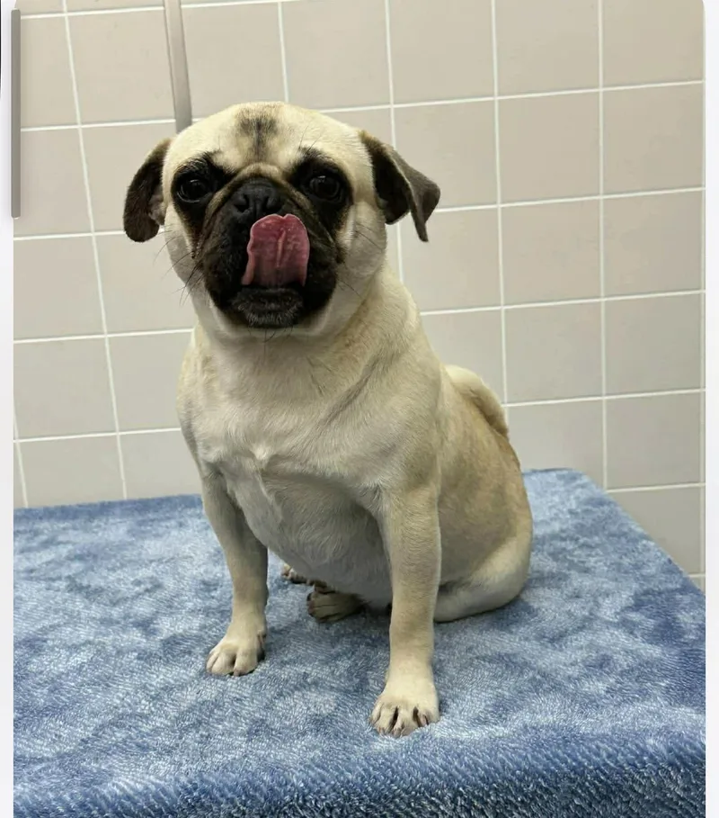 A young small-sized female Yellow / Tan / Blond / Fawn Pug dog named Darla for adoption in Alameda, CA
