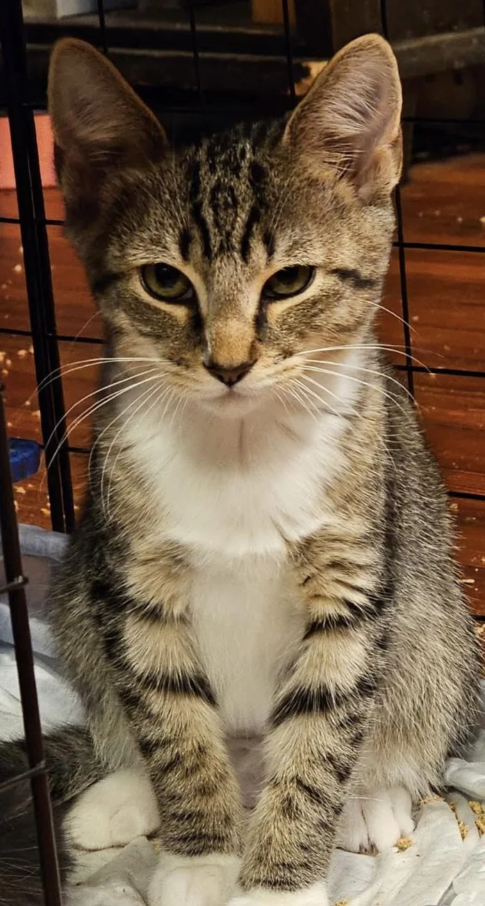 A baby medium-sized male Tabby (Buff / Tan / Fawn) Domestic Short Hair cat named Lisa for adoption in New Haven, CT