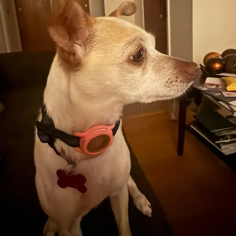 An adult small-sized female White / Cream Chihuahua dog named Teeka for adoption in Loveland, CO