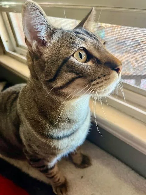 Ladybug & Grasshopper thumbnail 2