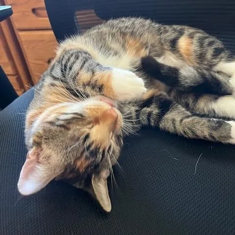 Ladybug & Grasshopper thumbnail 3