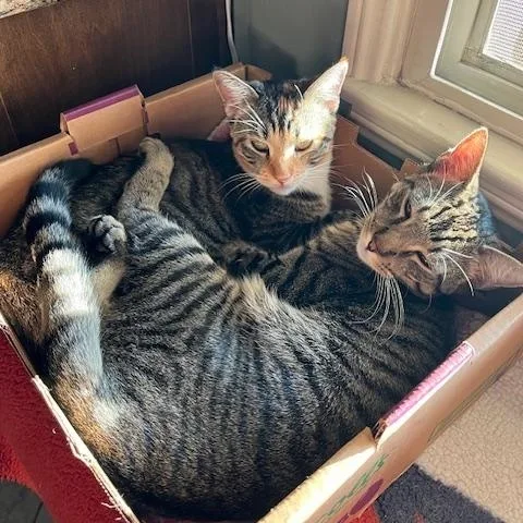 Ladybug & Grasshopper