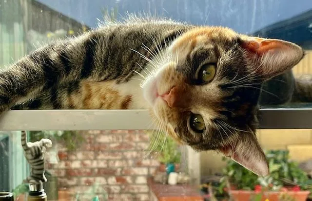 Ladybug & Grasshopper thumbnail 4