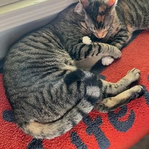 Ladybug & Grasshopper thumbnail 5