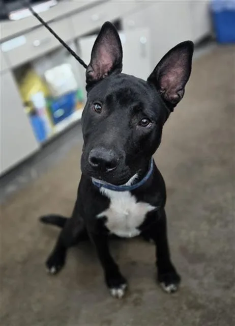 A young large-sized male Mixed Breed dog named Walford for adoption in Dallas, TX