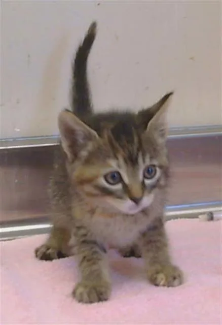 A baby small-sized female Domestic Short Hair cat named Carlotta for adoption in Sacramento, CA